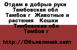 Отдам в добрые руки - Тамбовская обл., Тамбов г. Животные и растения » Кошки   . Тамбовская обл.,Тамбов г.